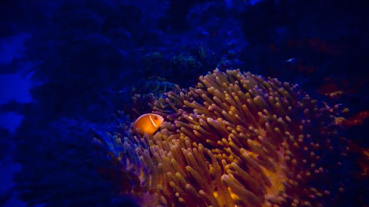 Anemonefish in a red anemone in deep blue water, Komodo National Park