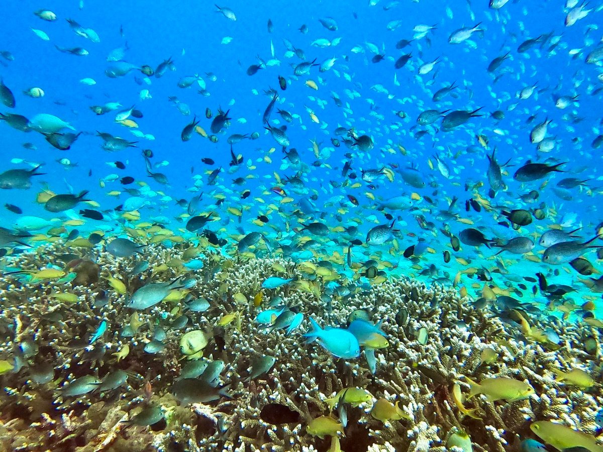 Clouds of small reef fish over hard coral