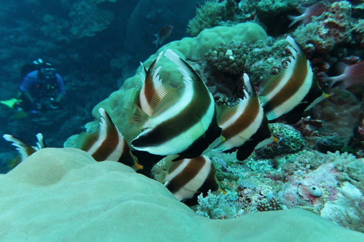 Bannerfish swimming over coral in Palau