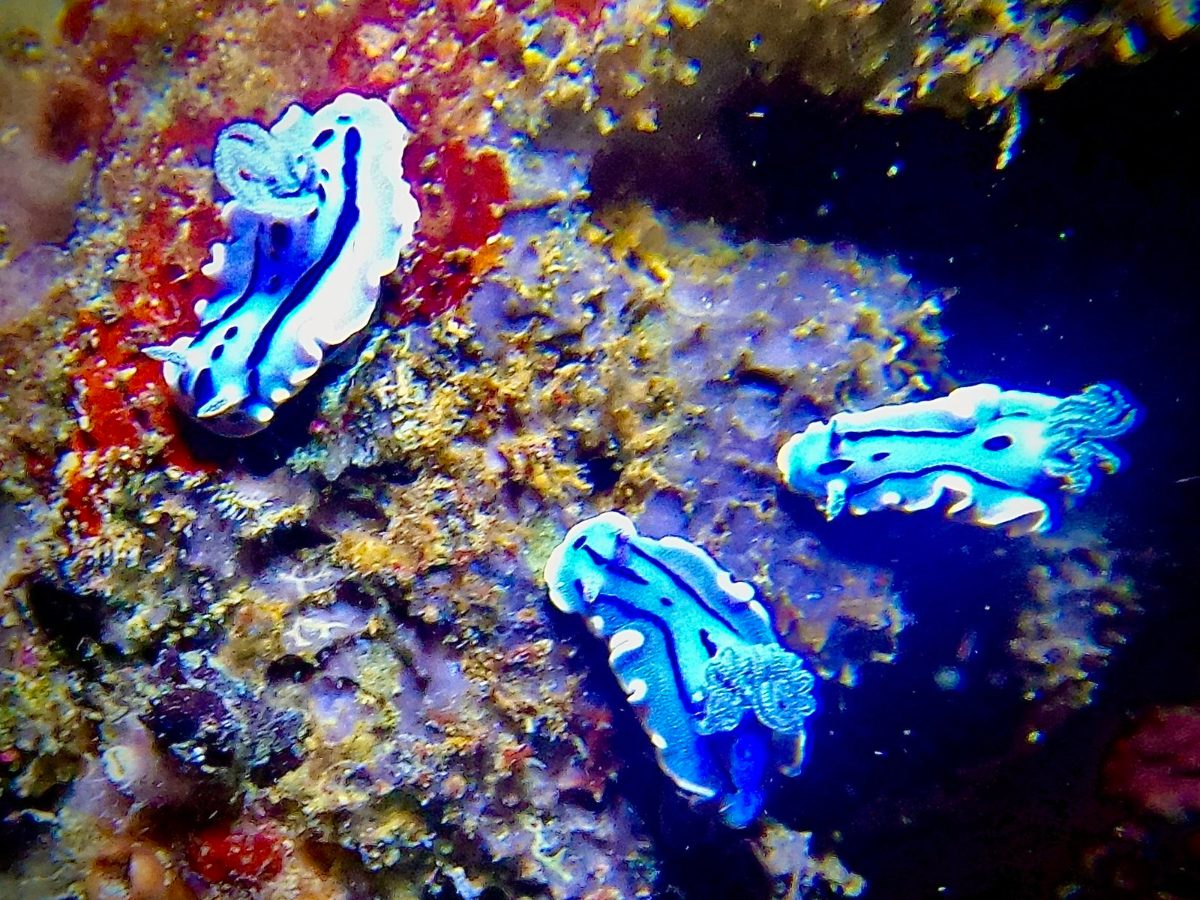 Three blue and white nudibranchs on the reef