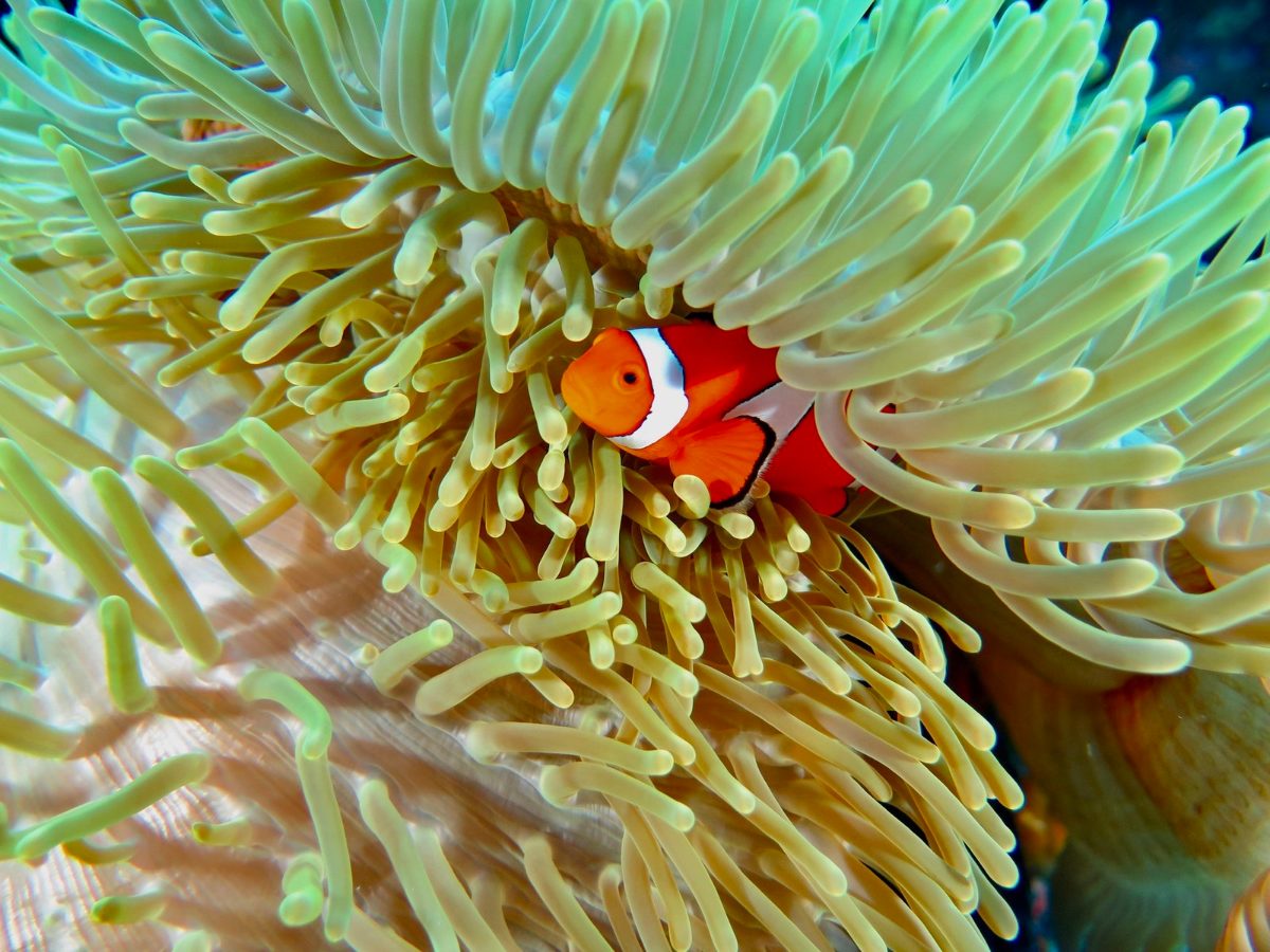 Clownfish in a green anemone, Komodo National Park