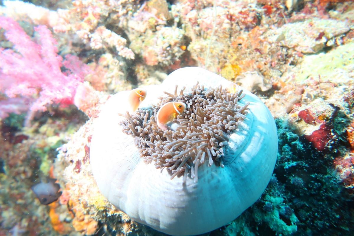 Clownfish in an anemone with a white base, Palau