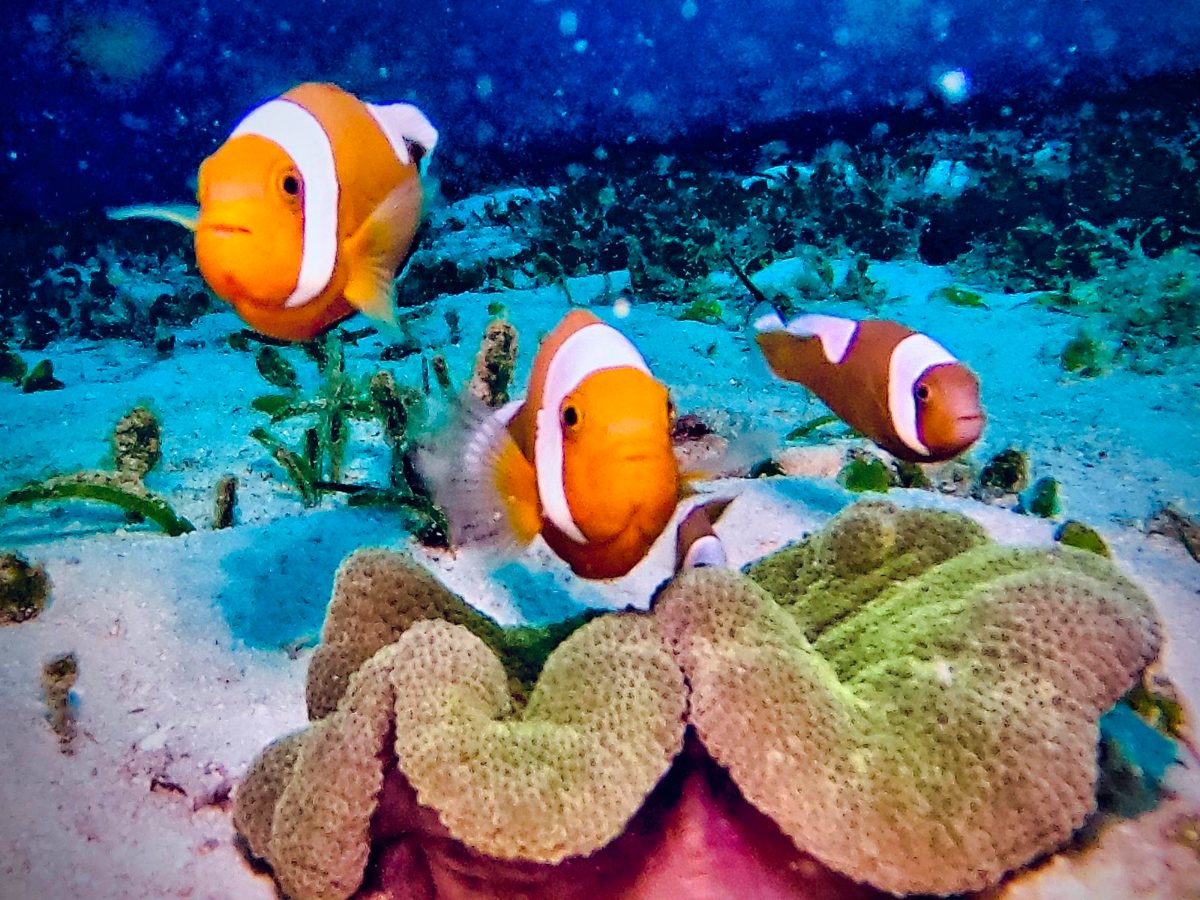 Three clownfish over an anemone