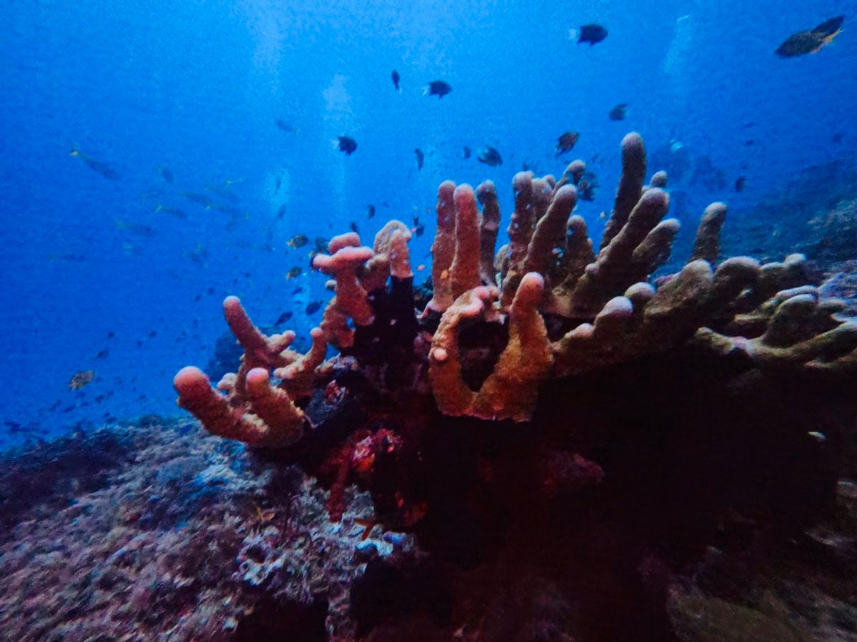 Coral reef and fish in blue water, Komodo National Park