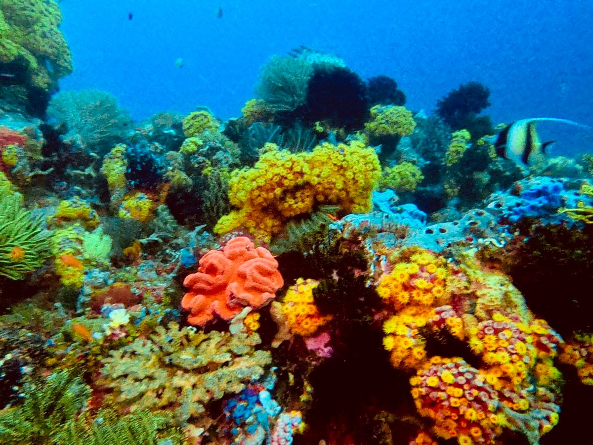 A colorful coral reef with a Moorish idol