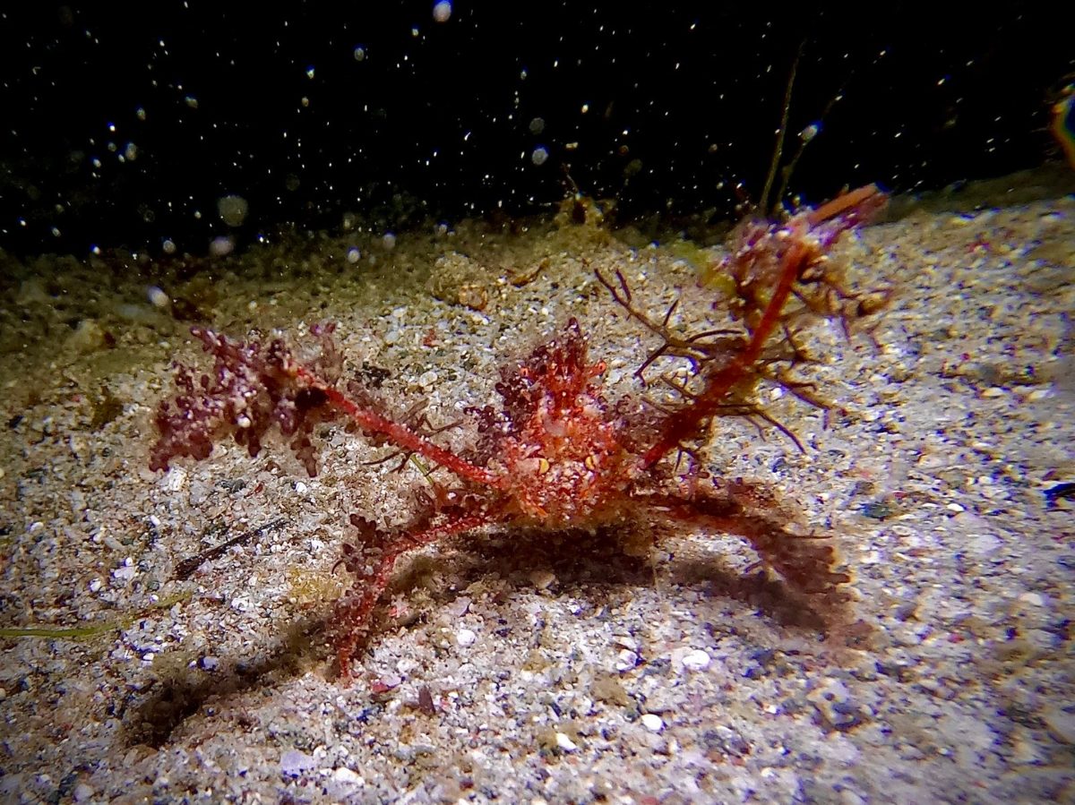 Red crab walking on the sand during a night dive, Komodo National Park
