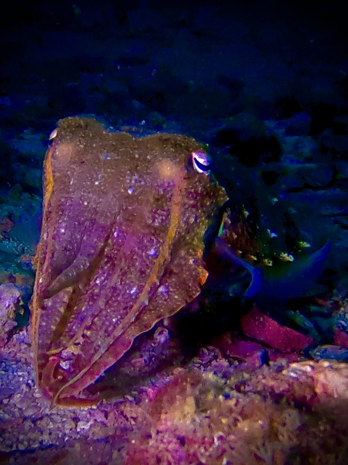 A cuttlefish over the reef at night