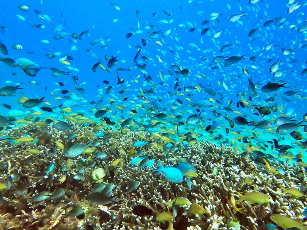 Reef fish over hard coral, Philippines (2023)