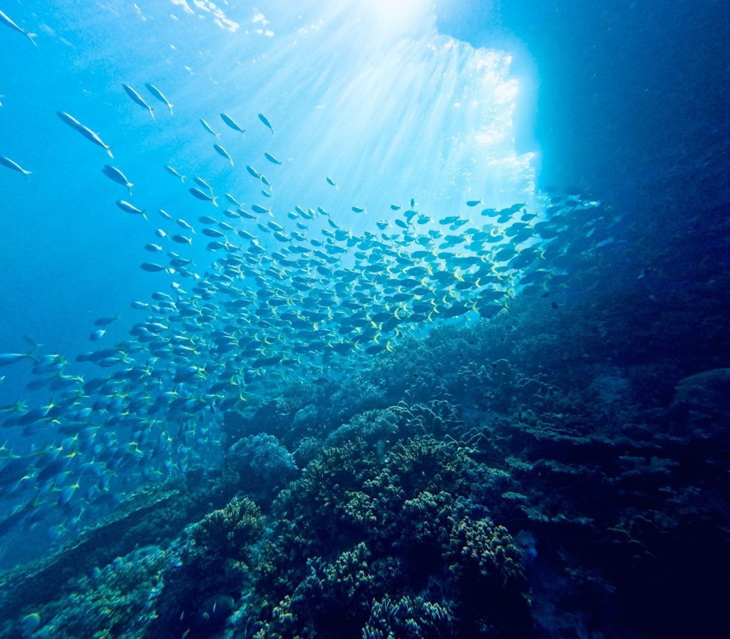 Fish school in the blue, Raja Ampat, Indonesia (2024)