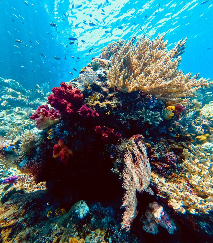 Soft coral reef, Raja Ampat, Indonesia (2024)