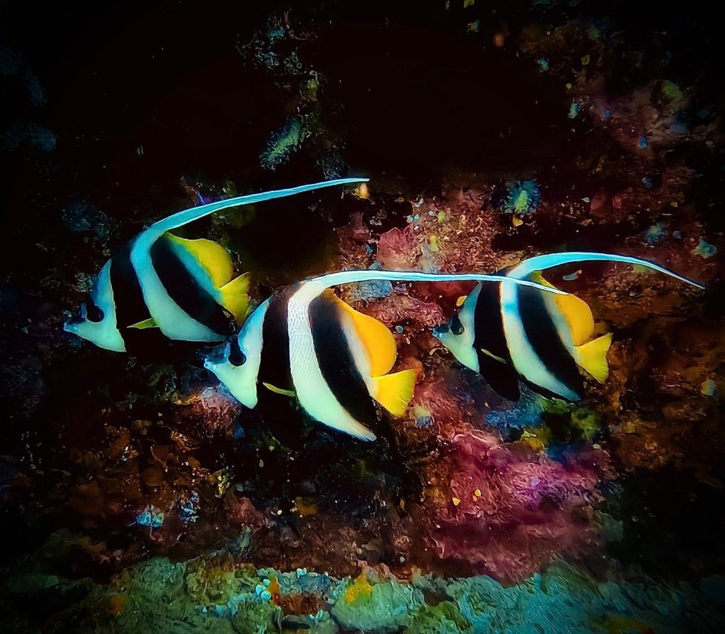 Bannerfish over a reef wall, Similan Islands, Thailand (2025)