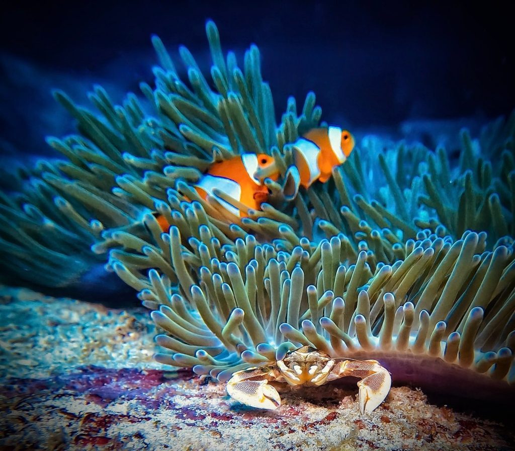 Clownfish in an anemone with a porcelain crab, Similan Islands, Thailand (2025)