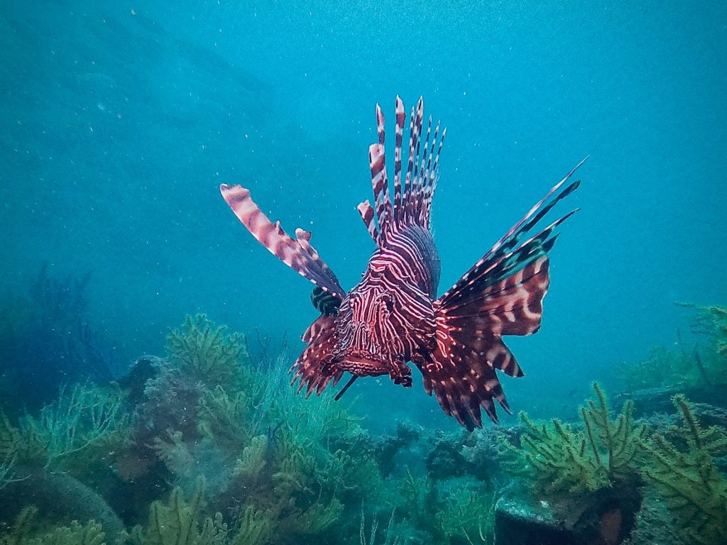 Lionfish, United Arab Emirates (2020)