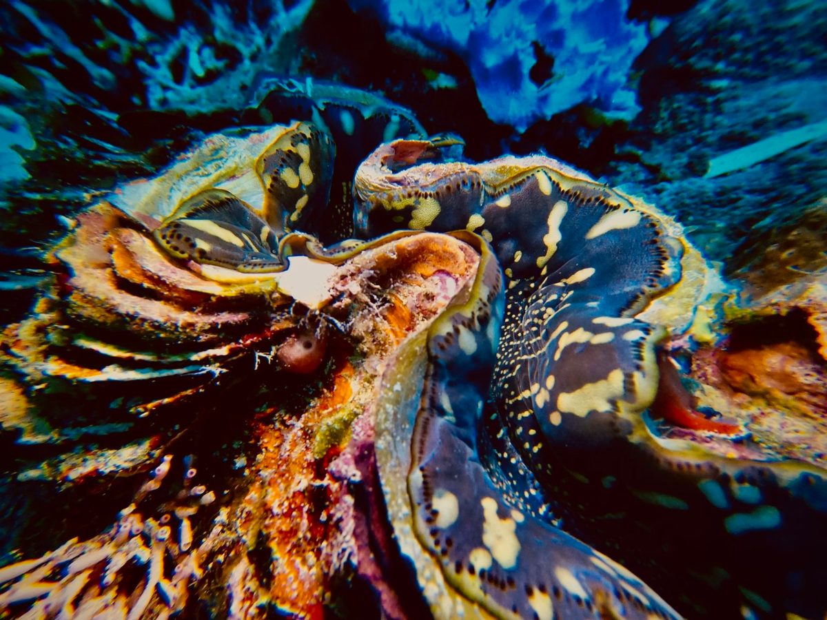 Giant clam with a blue and gold mantle, Komodo National Park