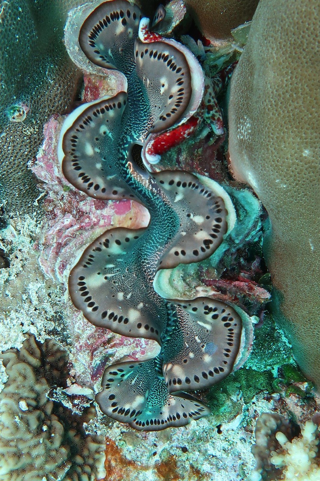 Giant clam with a wavy blue mantle, Palau