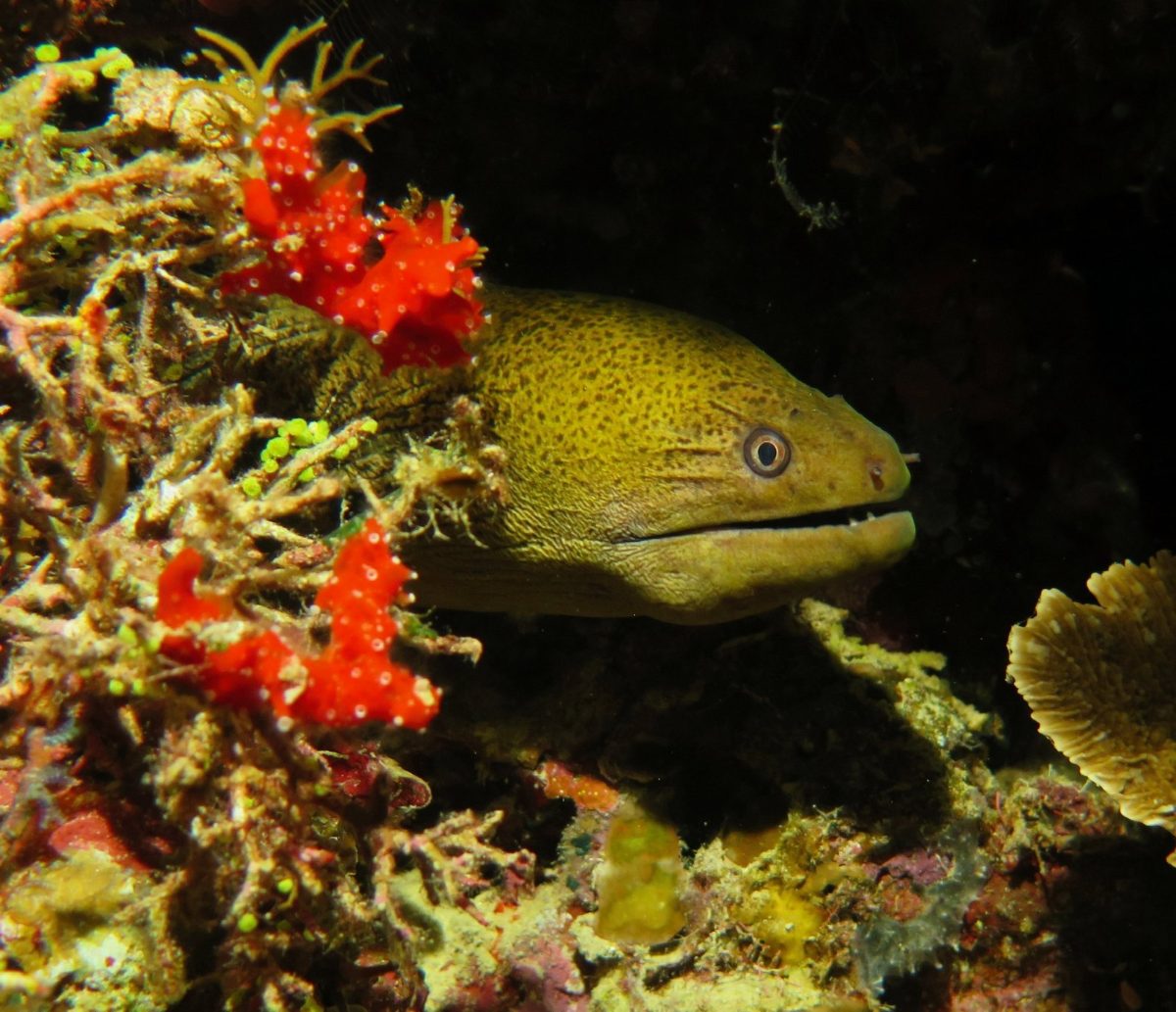 Giant moray eel looking out from the reef, Komodo National Park
