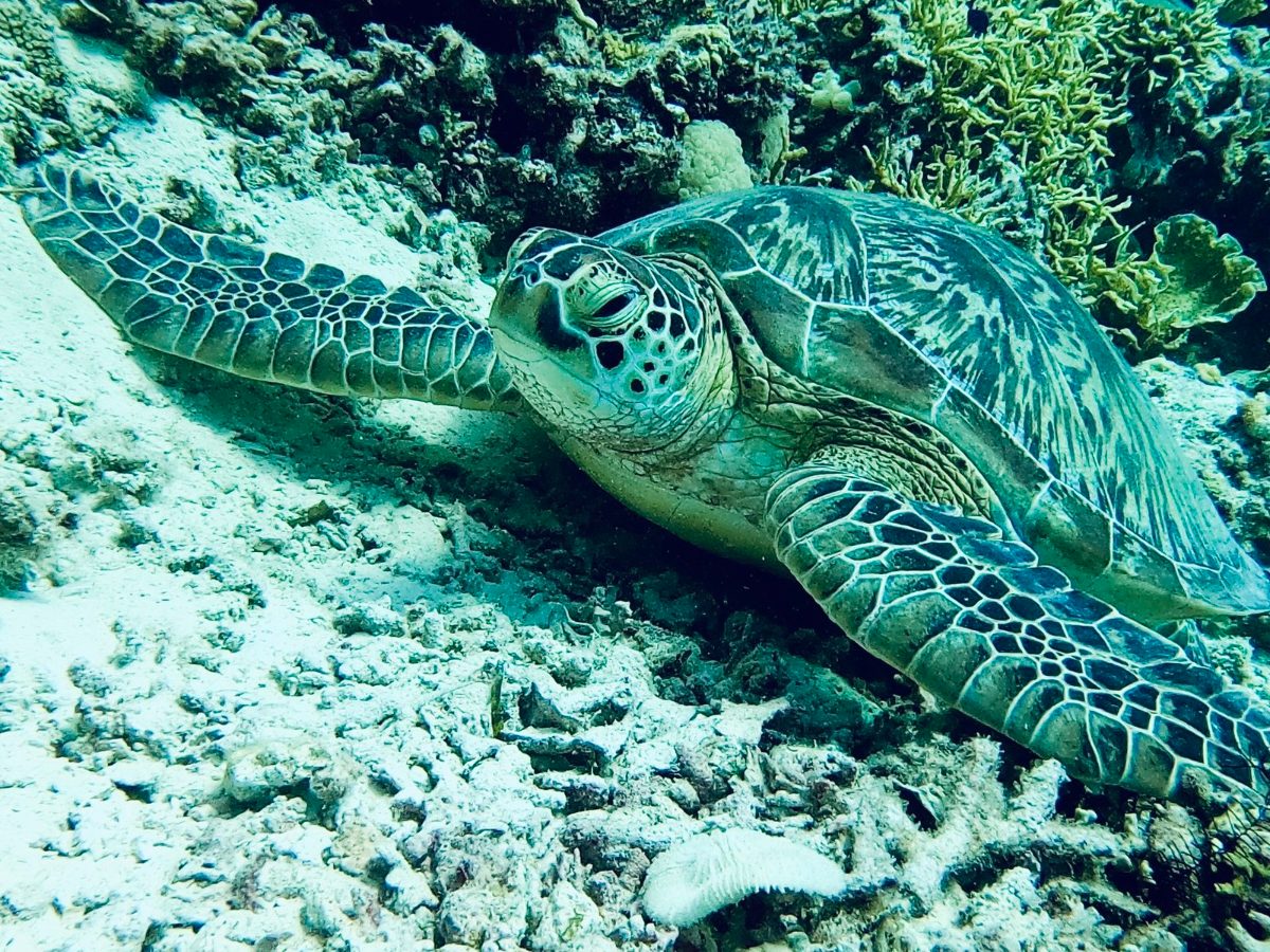 A green sea turtle on the reef