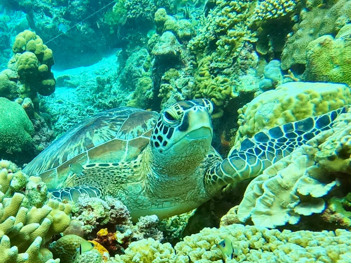 A green sea turtle resting among hard corals