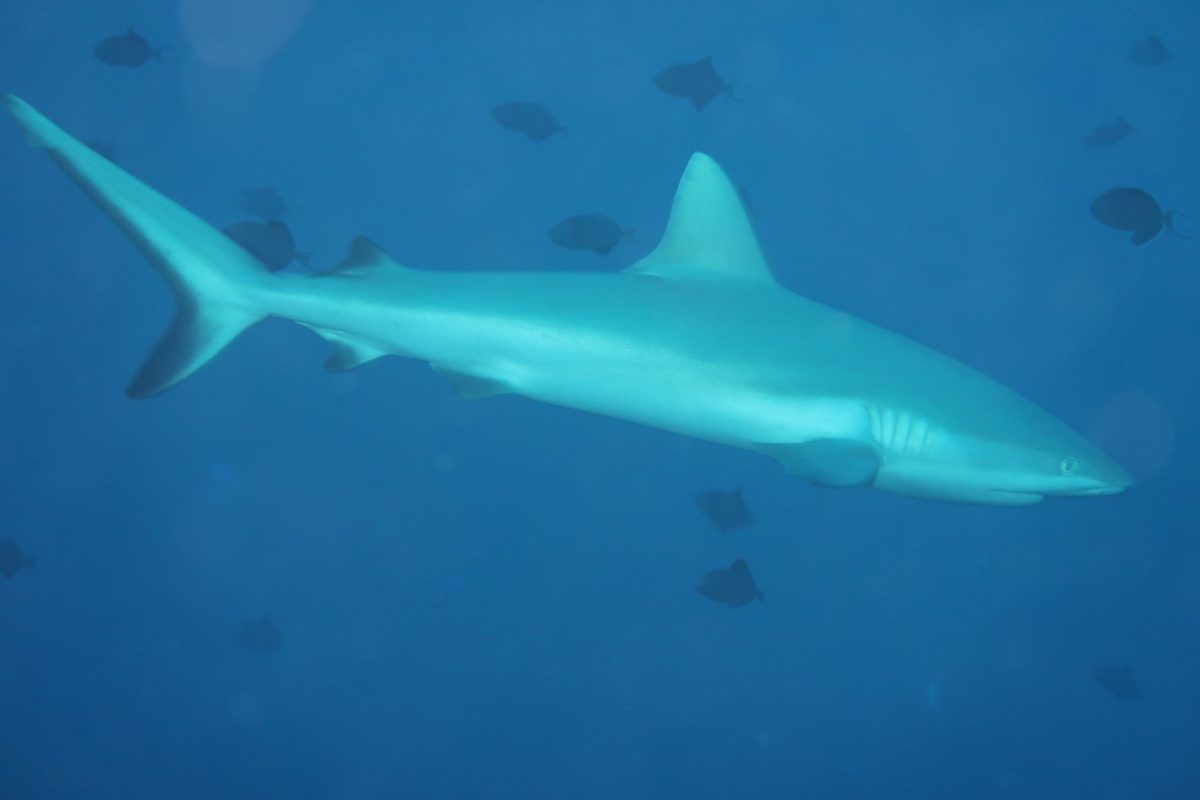 Gray reef shark in blue water, Palau