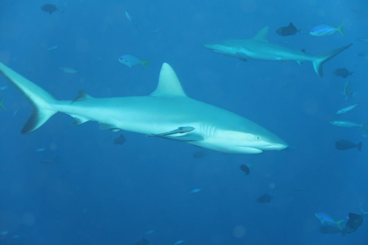 Gray reef sharks patrolling a Palau wall