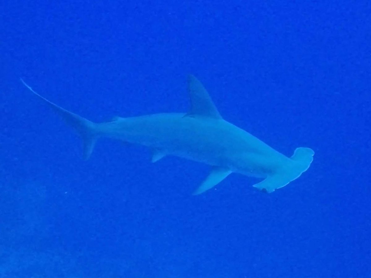 Scalloped hammerhead shark in deep blue water, Red Sea