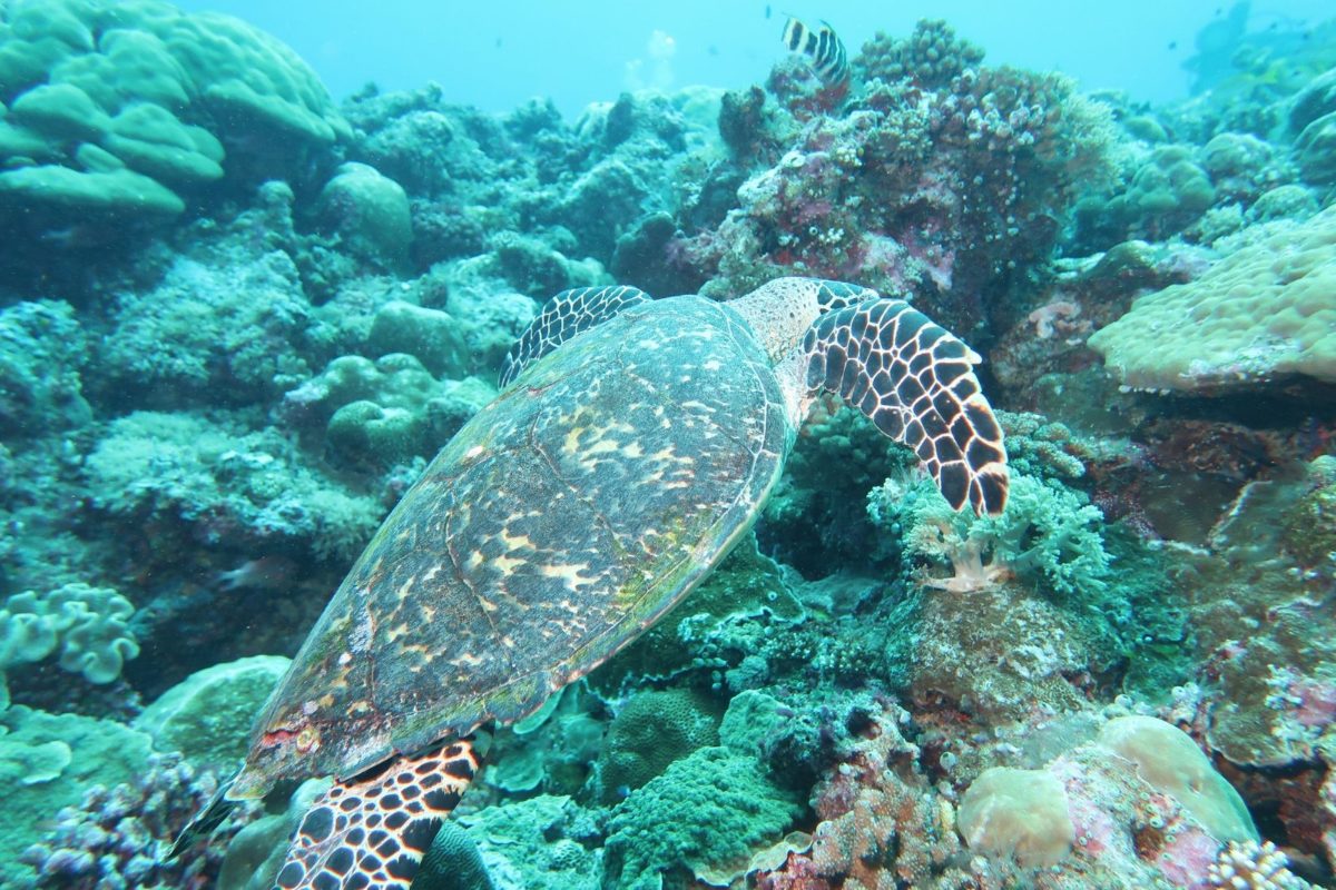 Hawksbill turtle on a coral reef in Palau