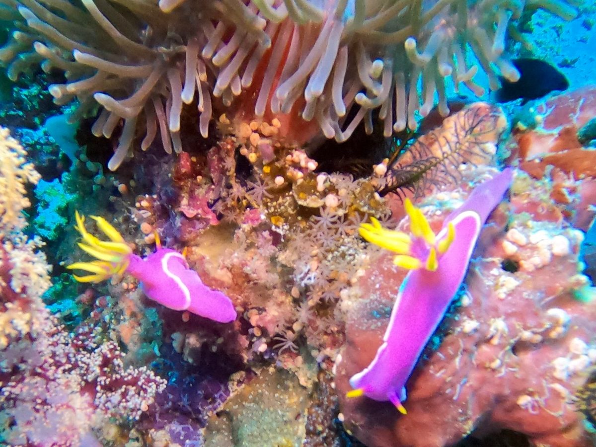 Two purple nudibranchs near an anemone