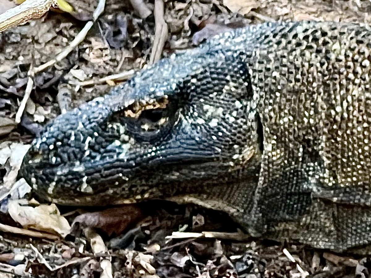 Close-up of a Komodo dragon's head on Komodo Island