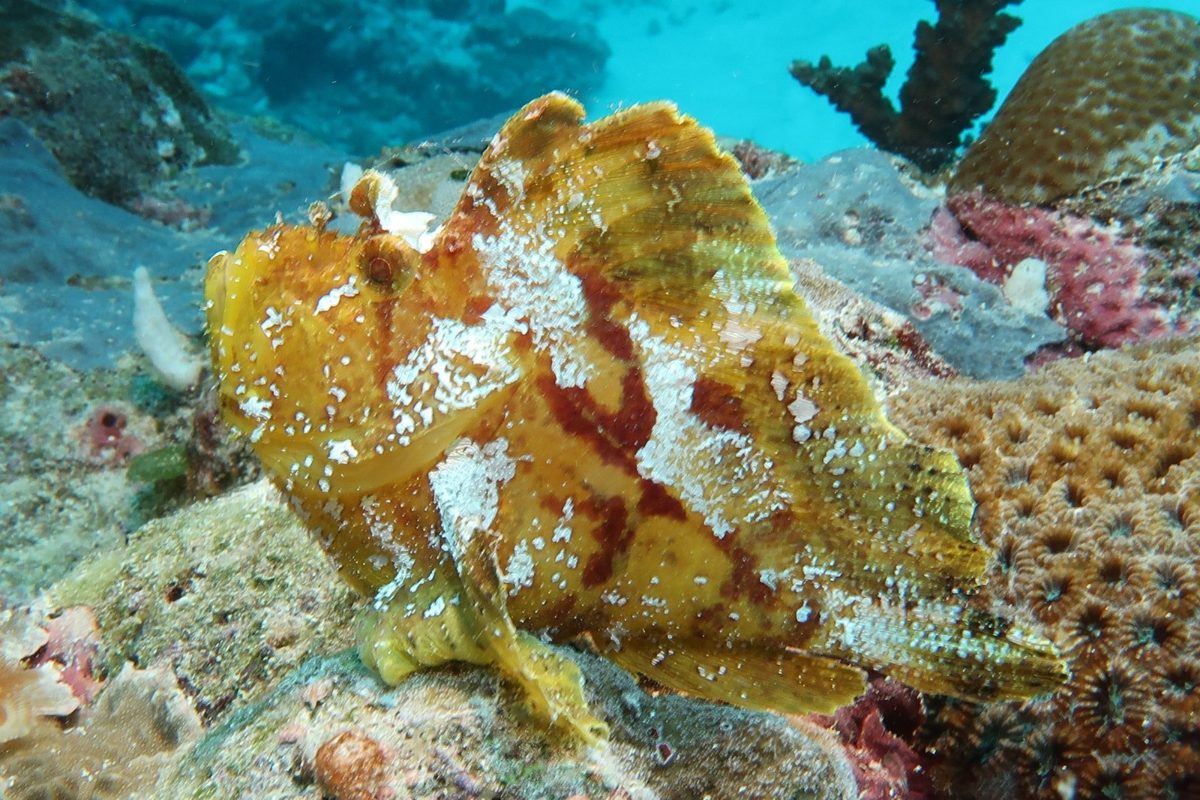 Yellow leaf scorpionfish on a Palau reef