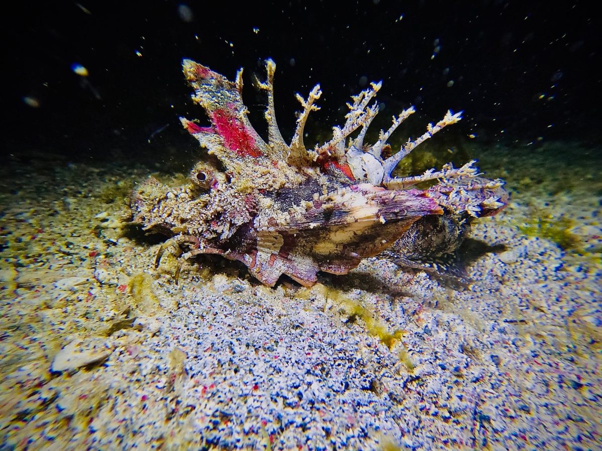 Lionfish on the sand during a night dive, Komodo National Park