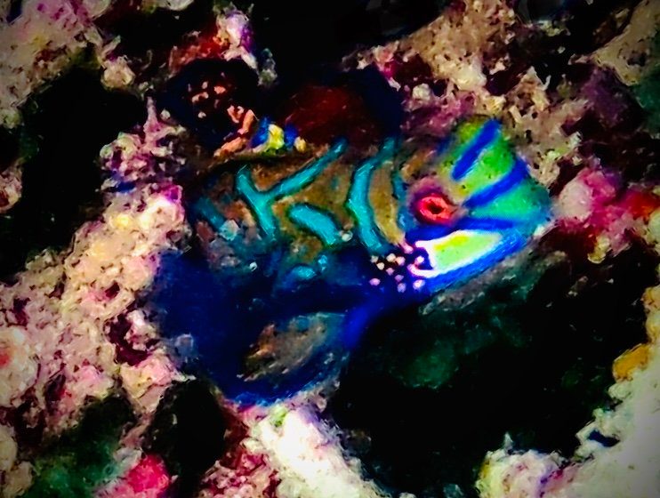 A mandarinfish in the coral