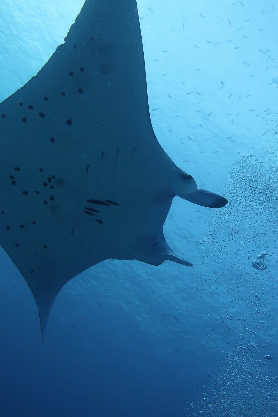 Diving Palau