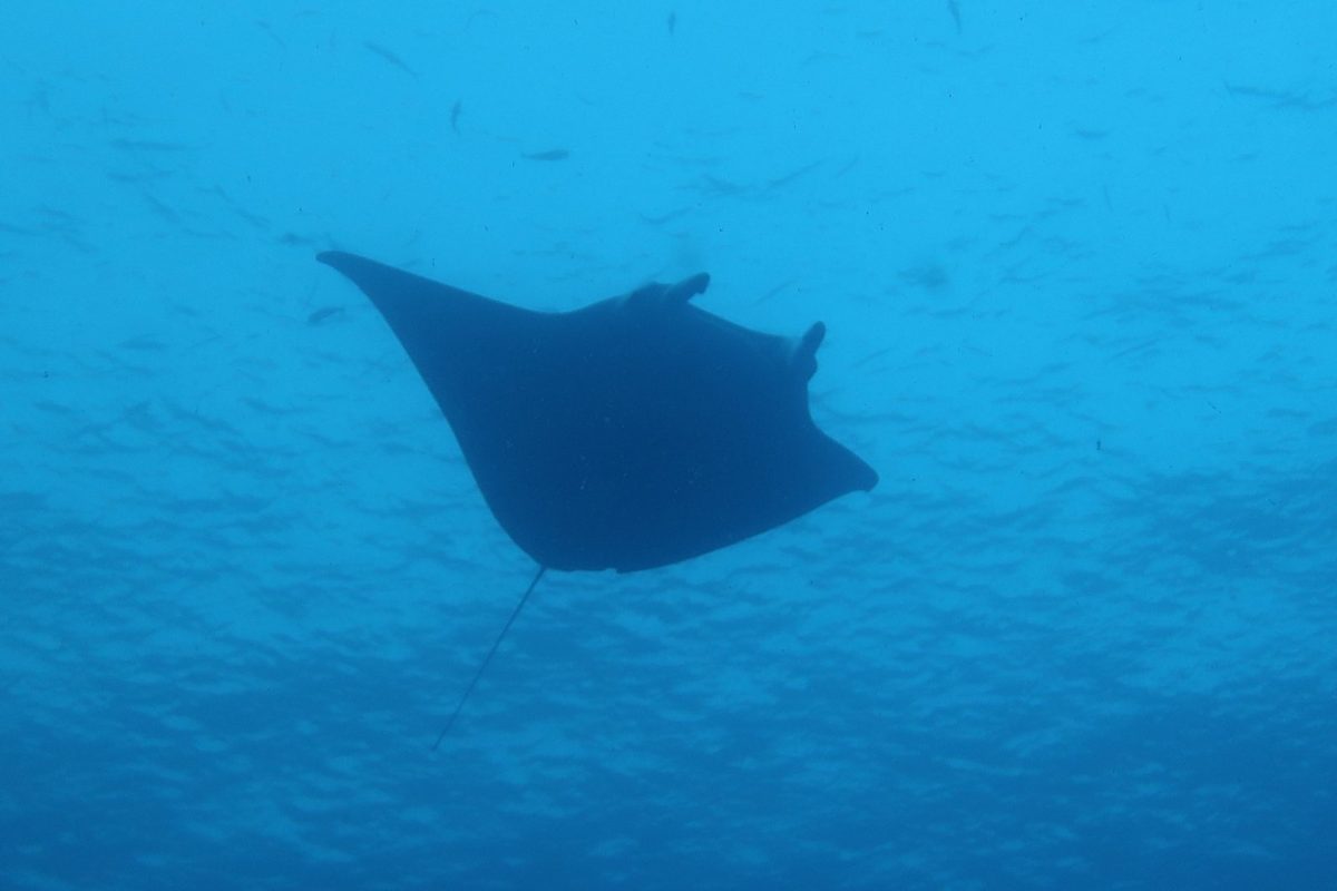 Manta ray in blue water, Palau