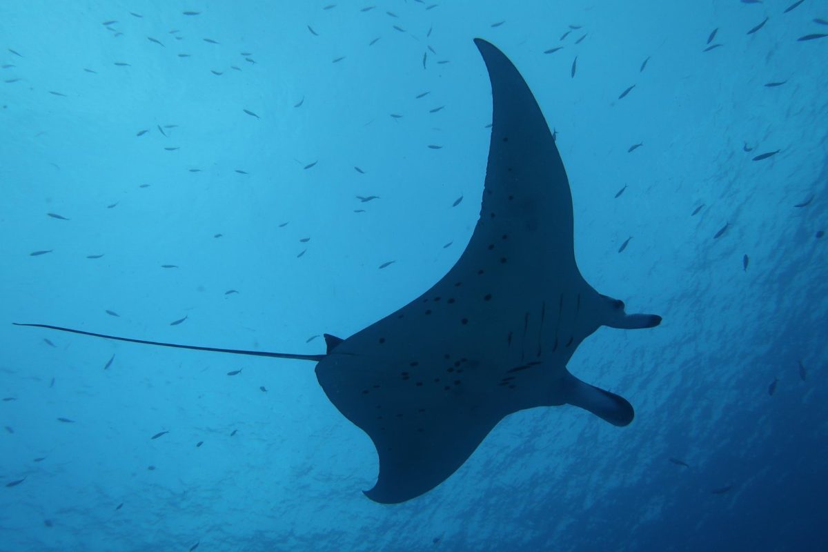 Manta ray silhouette against the blue with small fish, Palau