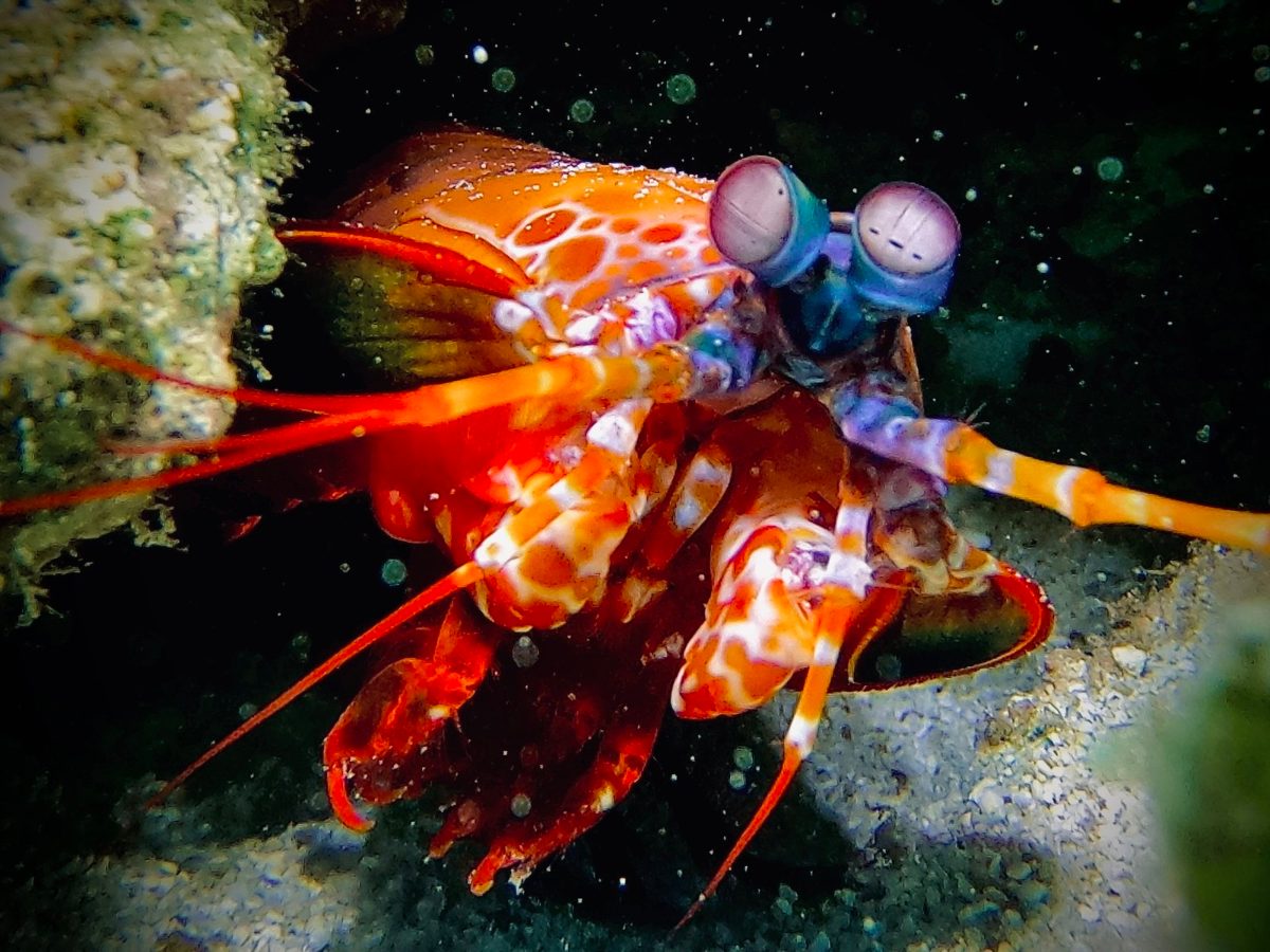 A peacock mantis shrimp