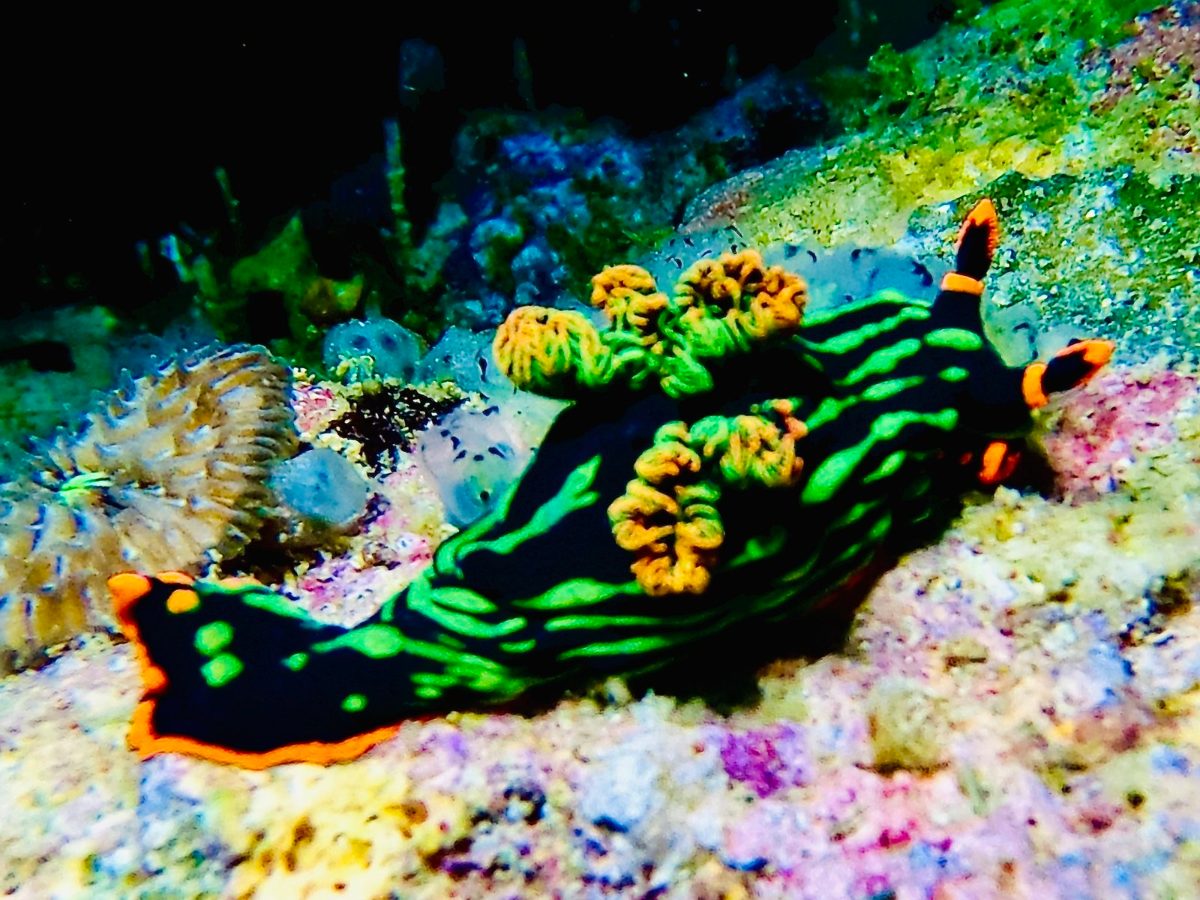 A green and black Nembrotha nudibranch