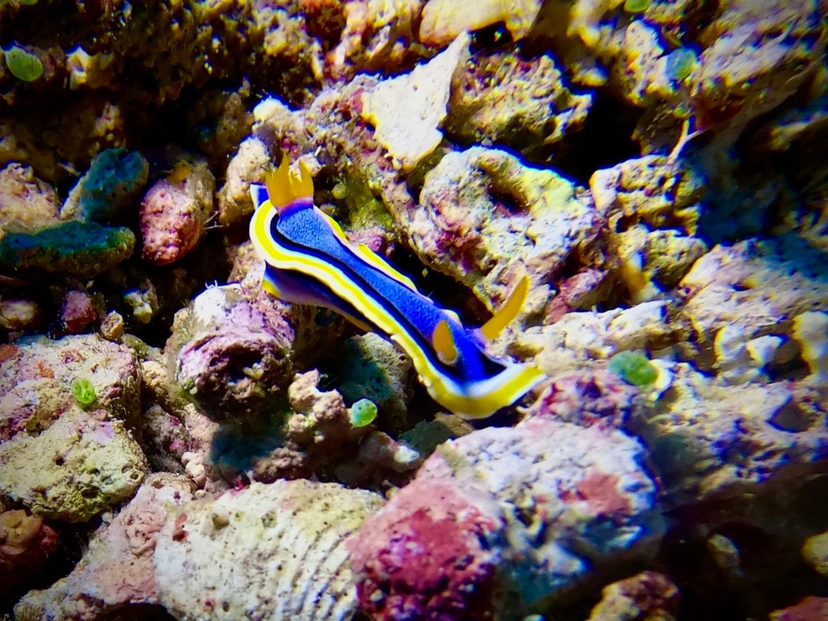 Blue and yellow nudibranch on the reef, Komodo National Park
