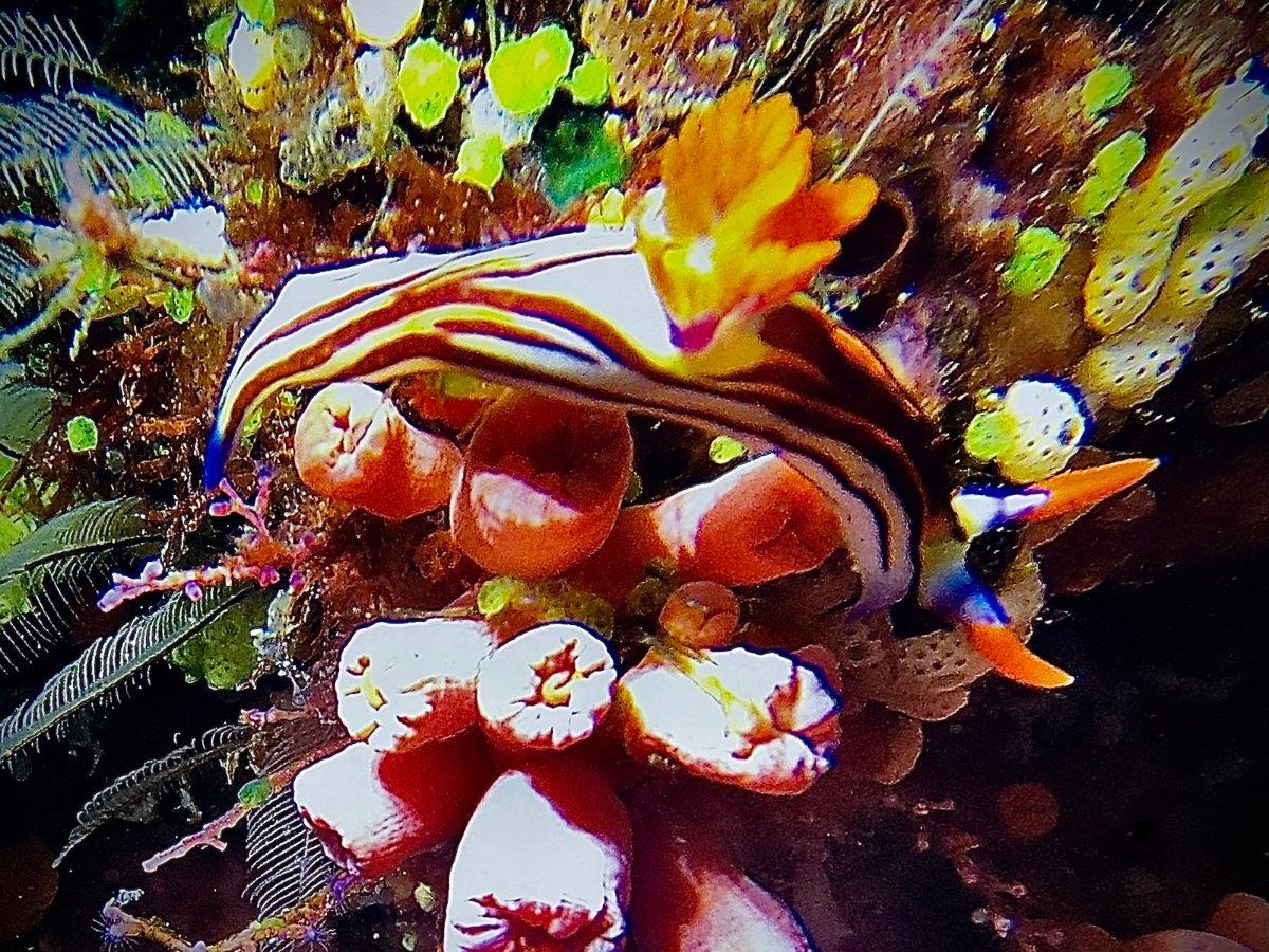 Striped nudibranch among orange tunicates, Komodo National Park