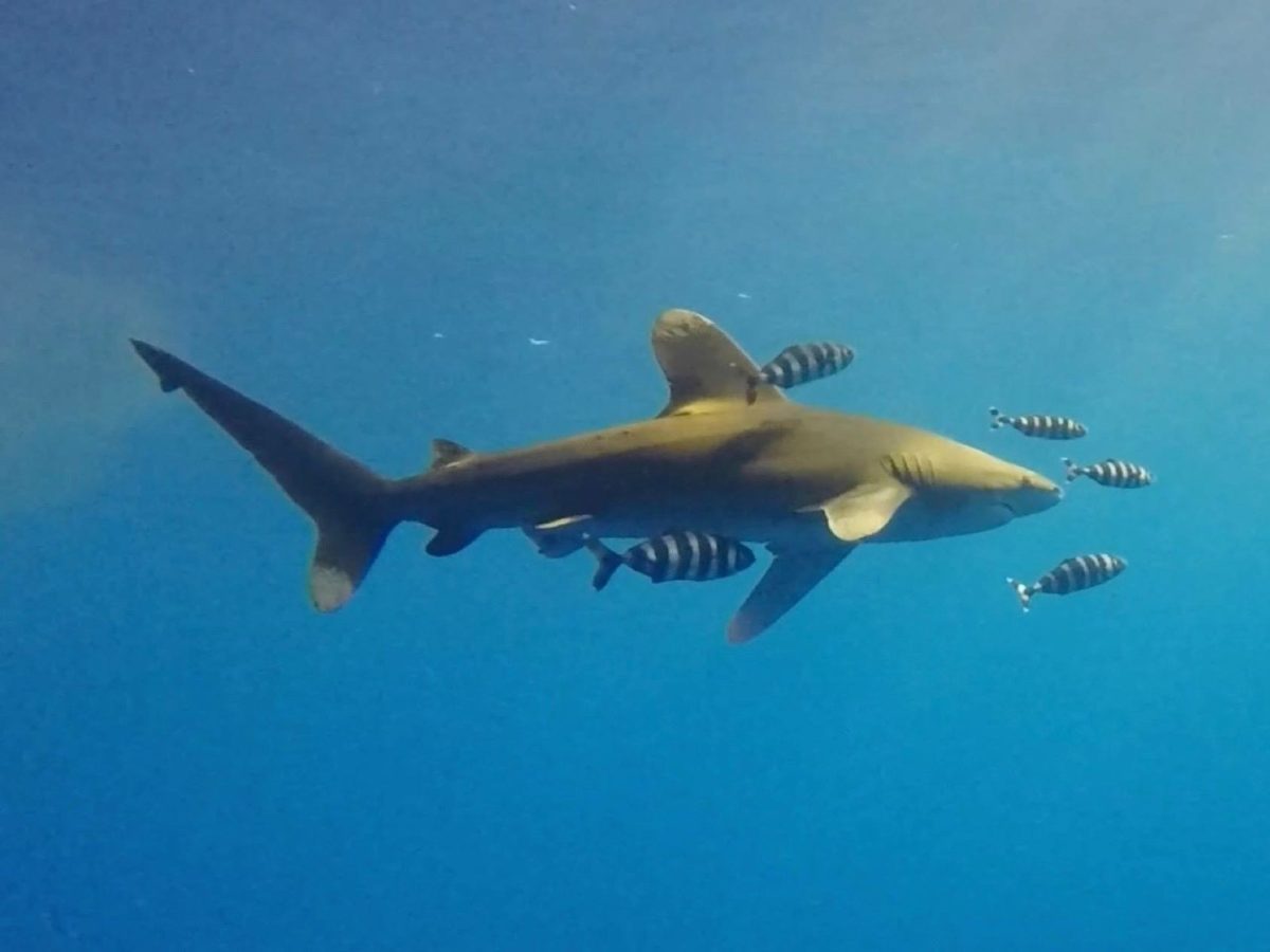 Diving the Red Sea