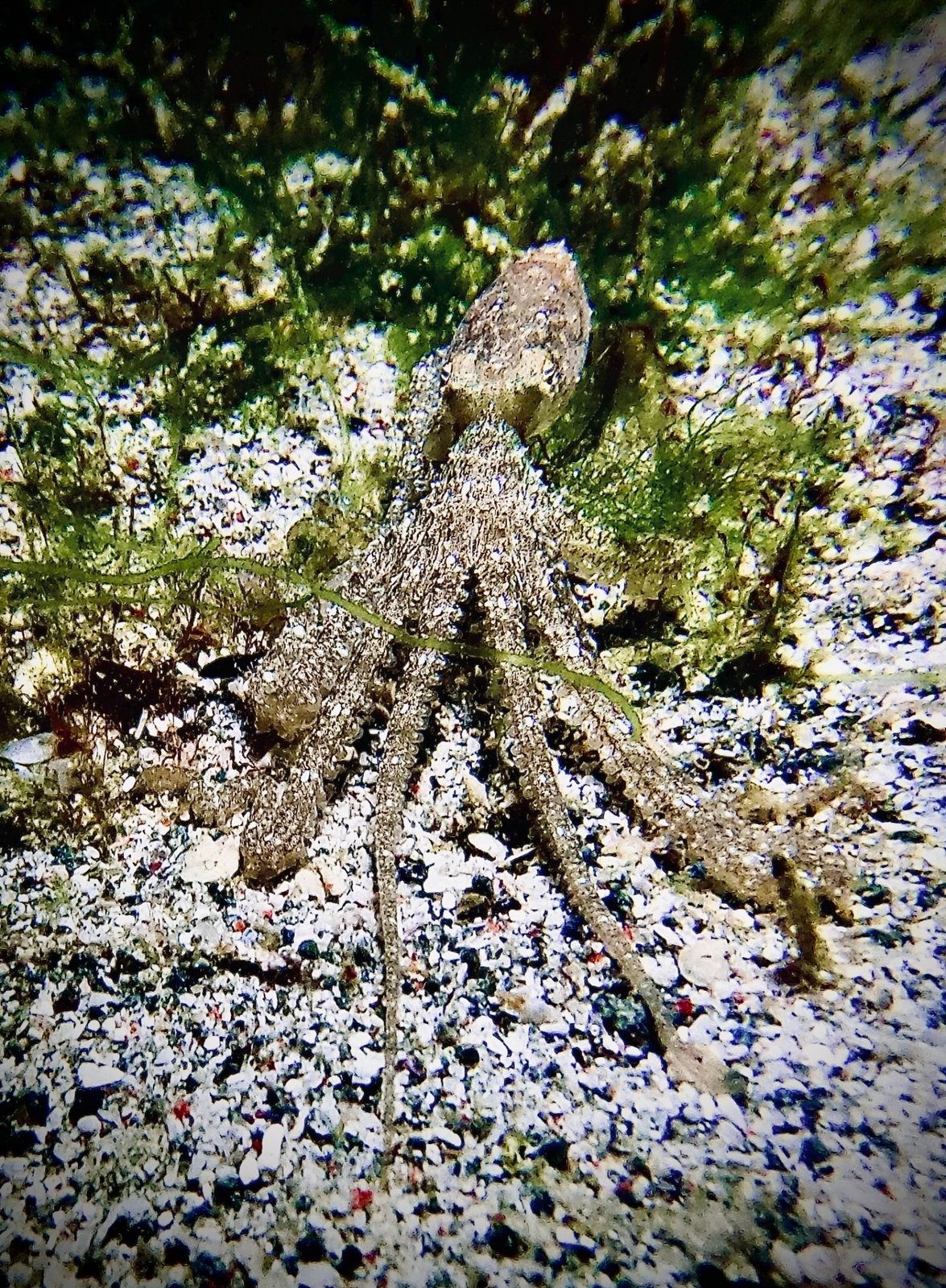Octopus spread out on the sand at night, Komodo National Park