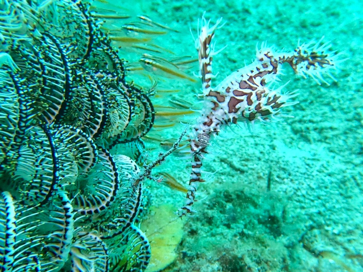 An ornate ghost pipefish next to a feather star