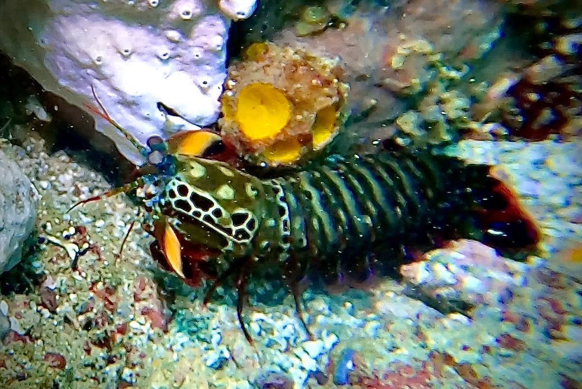 Peacock mantis shrimp on the reef at night, Komodo National Park