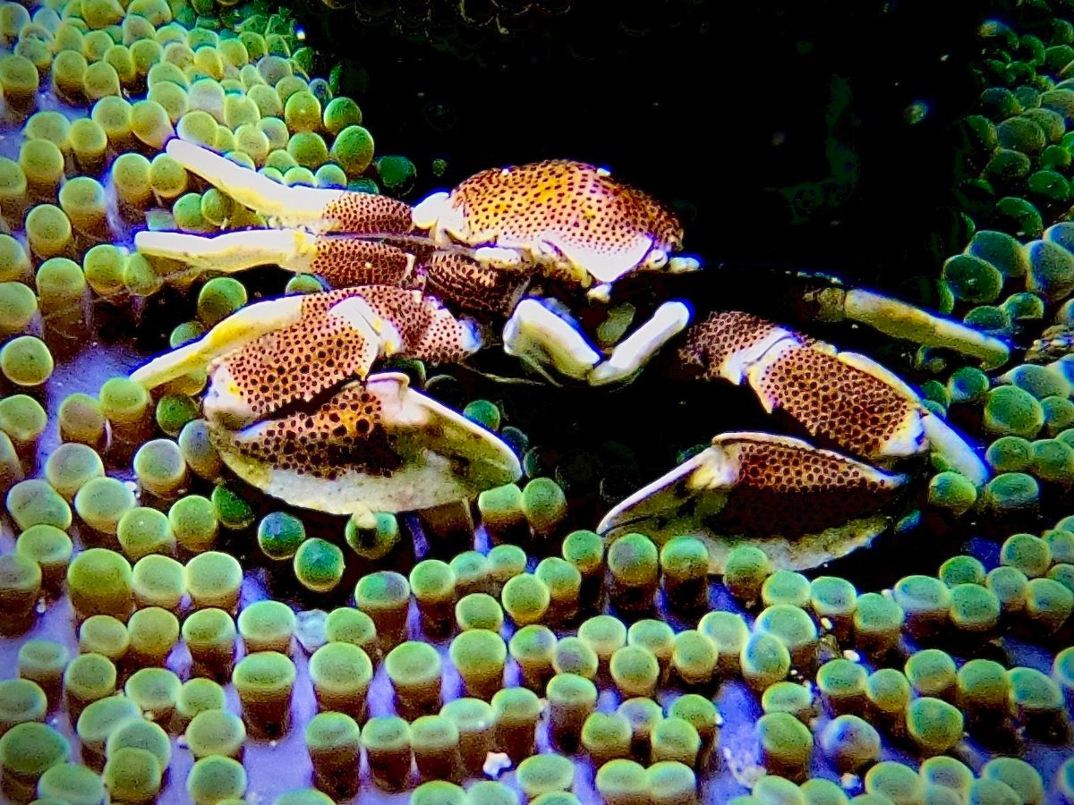 A spotted porcelain crab on an anemone