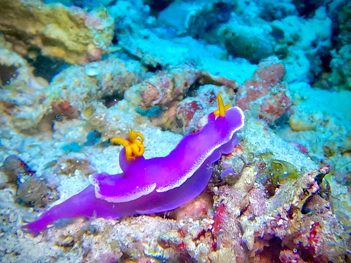A purple nudibranch with orange gills