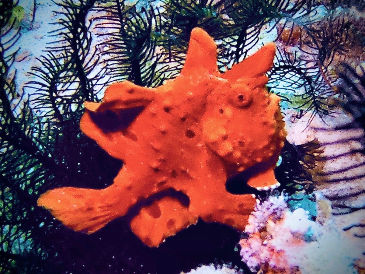 A red frogfish among black coral
