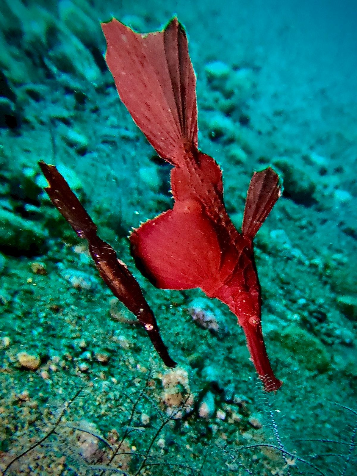 A pair of red robust ghost pipefish