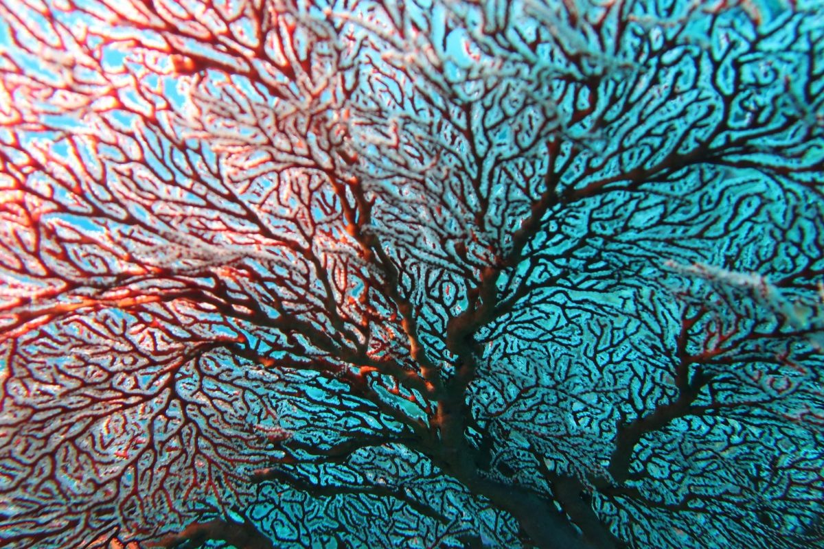 Large red sea fan on a Palau wall