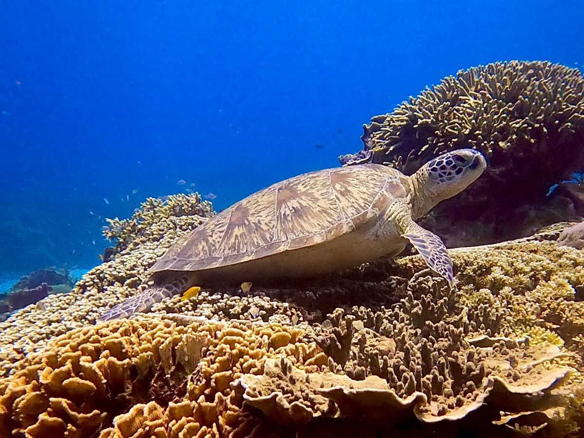 Sea turtle resting on coral in Komodo National Park
