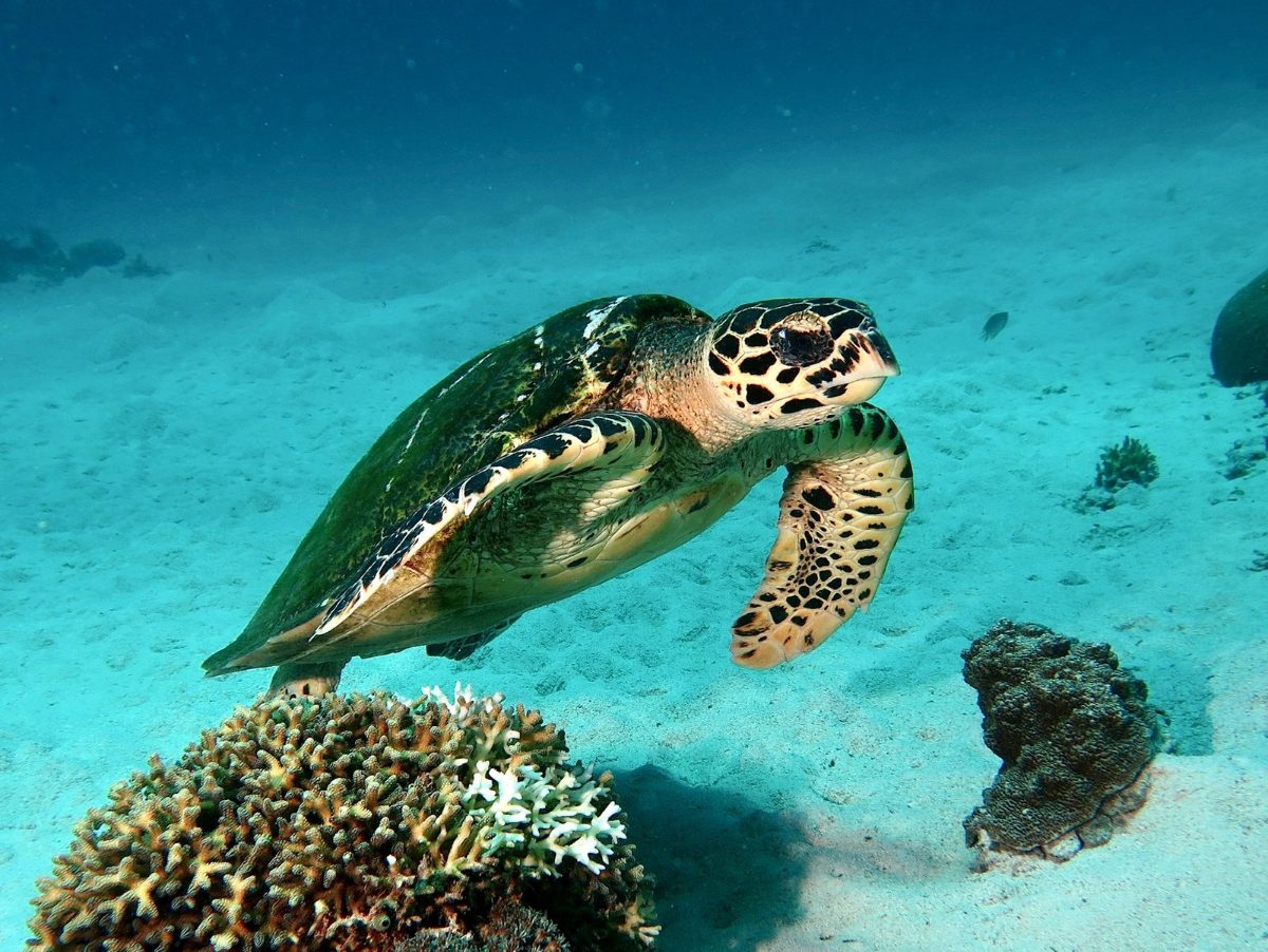 Sea turtle swimming over the reef in Komodo National Park