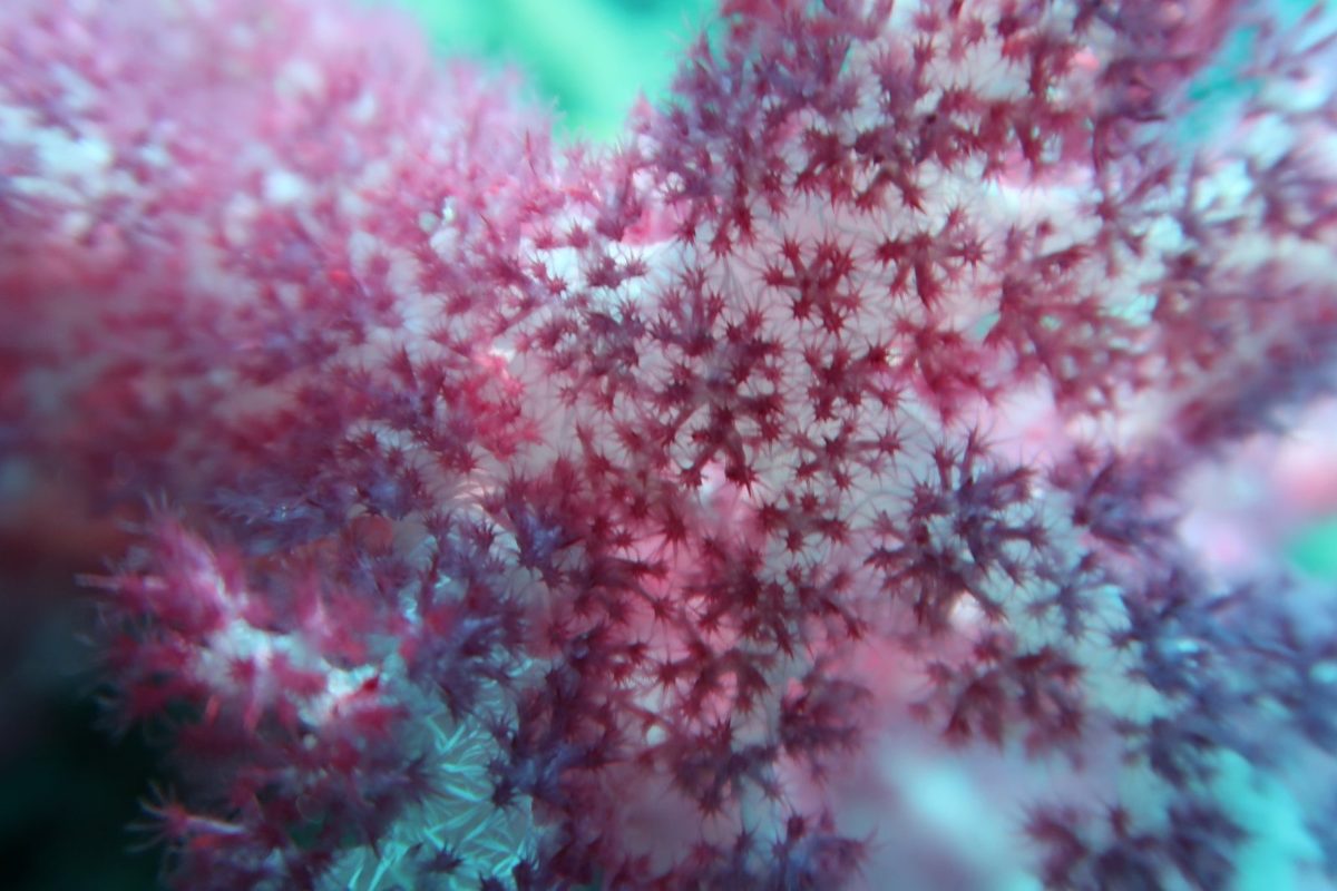 Pink soft coral on a Palau reef